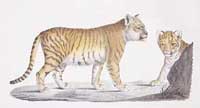 liger