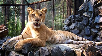 Liger laying on rock